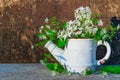 White metal teapot vase with a bouquet of white lilac flowers and grass woodlouse with green leaves.Background with a copy of the Royalty Free Stock Photo