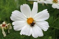 White Mexican aster flower with bee in close up Royalty Free Stock Photo