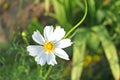 White mexican aster flowers in garden