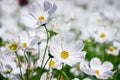 White mexican aster flowers in garden bright sunshine day on a background of green leaves. Cosmos bipinnatus. Select focus Royalty Free Stock Photo