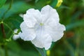 White Mexican petunia flower Ruellia simplex - Davie, Florida, USA