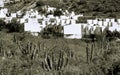 White Mexican Village Cardon Cactus Sonoran Desert Baja Los Cabos Mexico