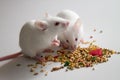 White mice eating bird seed on empty table Royalty Free Stock Photo