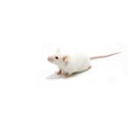 White mice isolated Royalty Free Stock Photo