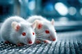 White mice with red eyes exploring a laboratory setting at daytime Royalty Free Stock Photo