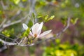 White michelia alba under sunlight