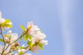 White michelia alba under sunlight Royalty Free Stock Photo