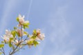 White michelia alba under sunlight Royalty Free Stock Photo