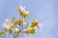 White michelia alba under sunlight Royalty Free Stock Photo