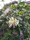 white micro kemuning flowers that are blooming