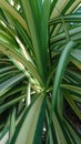 White midline green plant Royalty Free Stock Photo