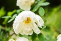 White midsummer rose, closeup on flower Royalty Free Stock Photo