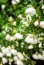 White midsummer rose, closeup on flower Royalty Free Stock Photo