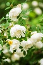 White midsummer rose, closeup on flower Royalty Free Stock Photo