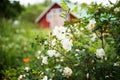 White midsummer rose, closeup on flowers Royalty Free Stock Photo