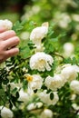 White midsummer rose Royalty Free Stock Photo