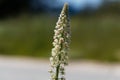 White mignonette Reseda alba Royalty Free Stock Photo