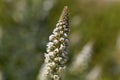 White mignonette Reseda alba Royalty Free Stock Photo