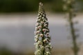 White mignonette Reseda alba Royalty Free Stock Photo