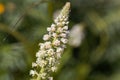 White mignonette Reseda alba Royalty Free Stock Photo