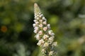 White mignonette Reseda alba Royalty Free Stock Photo