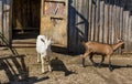 White milk goats in a pen near the barn