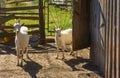 White milk goats in a pen near the barn