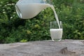 White milk pours from a jug into a glass, standing on a stump on a background of green bushes Royalty Free Stock Photo