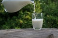 White milk pouring from a jug into a glass, standing on a stump on a background of greenary Royalty Free Stock Photo