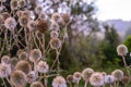 White milk thistle thicket and spider web at foggy morning close-up with selective focus Royalty Free Stock Photo