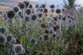 White milk thistle thicket and spider web at foggy morning close-up with selective focus Royalty Free Stock Photo