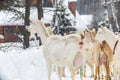 White milking goats graze in the village in winter Royalty Free Stock Photo