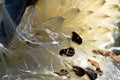 White Milkweed Fibers Tangled Among the Seeds