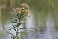 Milkweed Plant and a lake in the background, city of Guaramirim, State of Santa Catarina, South of Brazil. May, 2022 Royalty Free Stock Photo