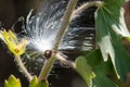 White Milkweed Seed Fibers Snagged on Autumn Branch Royalty Free Stock Photo