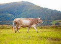 White milky brown lovely cow graze on a green grass in mountain peaceful landscape