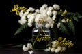 white mimosa blossoms in a jar on black background Royalty Free Stock Photo