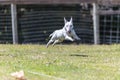 White mini bull terrier chasing a lure Royalty Free Stock Photo