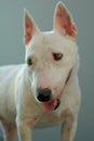 A white mini bull terrier, smiling for the camera