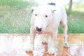 White Mini Bullterrier Royalty Free Stock Photo