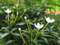 White mini flower
