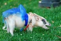 White mini pig with blue ribbon