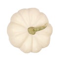 White mini pumpkin top view isolated on white