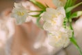 White miniature daffodil Royalty Free Stock Photo