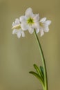 White miniature hippeastrum amaryllis sonatini
