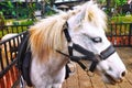 A white miniature horse at a mini petting zoo Royalty Free Stock Photo