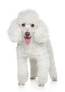 White Miniature poodle Royalty Free Stock Photo