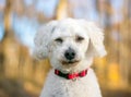 A white Miniature Poodle mixed breed dog squinting its eyes