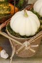 White miniature pumpkin baby boo in paper pot Royalty Free Stock Photo