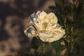 White miniature rose in bloom at sunset seen up close Royalty Free Stock Photo